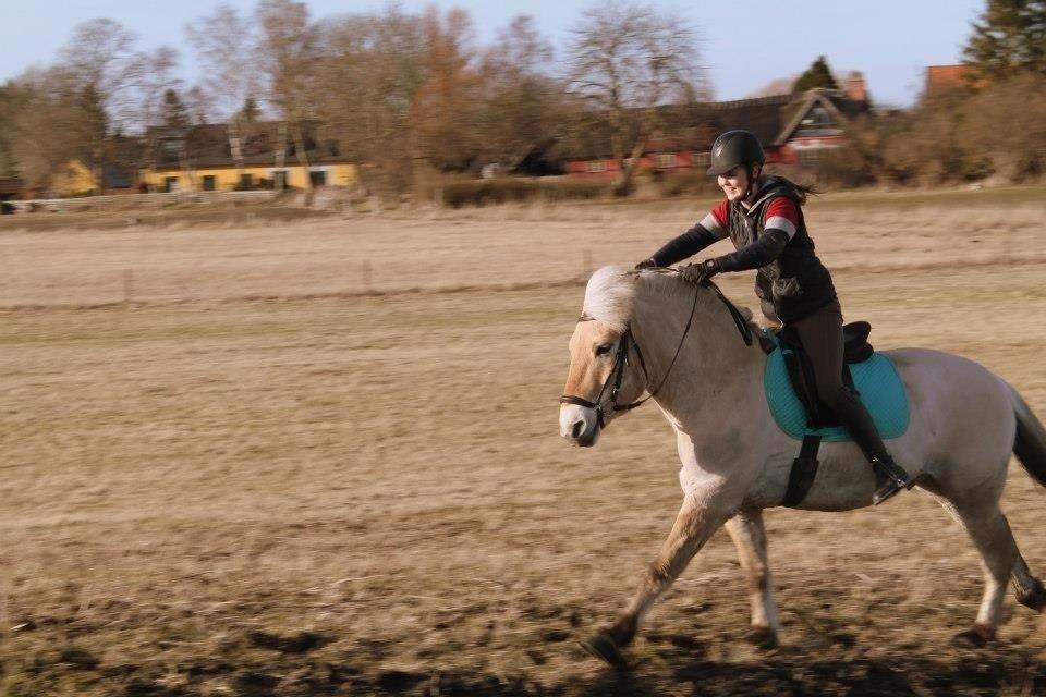 Fjordhest Asterix billede 9