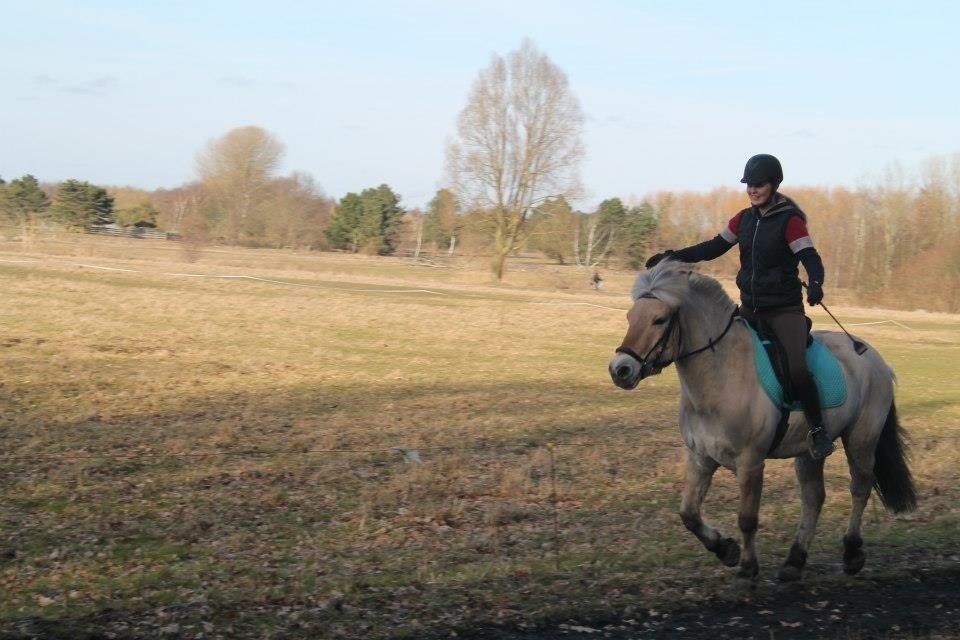 Fjordhest Asterix - belive i can fly  billede 11