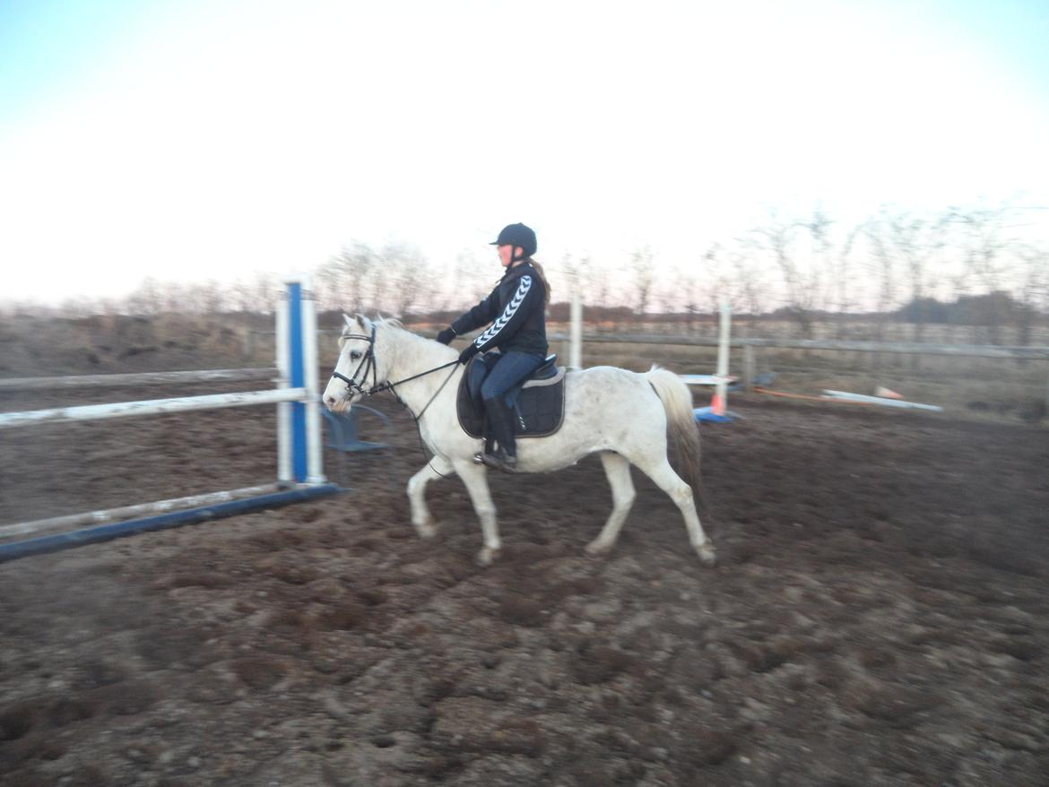 Anden særlig race Dixi *SOLGT* - Efter en lille hyggetur på springbanen vi sprang bred vandgrav UDEN et stop hvor jeg dog elsker dig billede 9