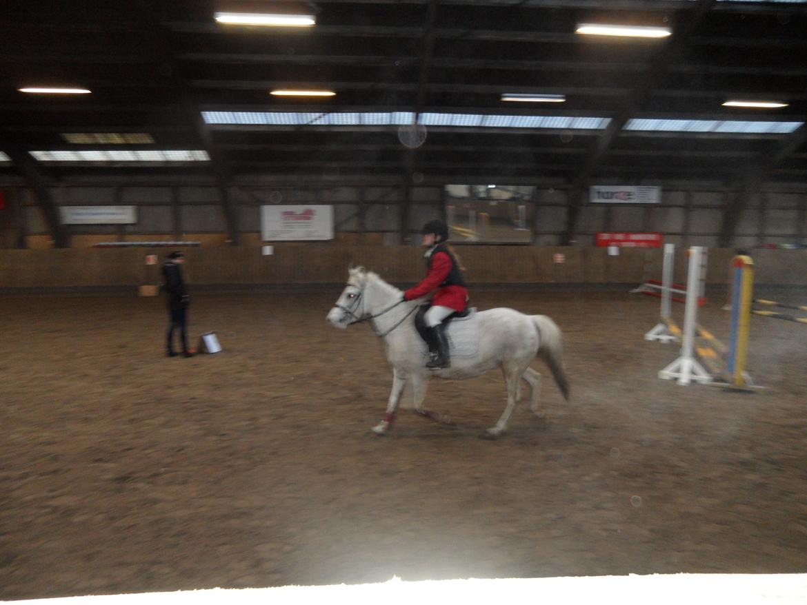 Anden særlig race Dixi *SOLGT* - Spring stævne oppe på Mønterhøj Rideklub;) billede 10