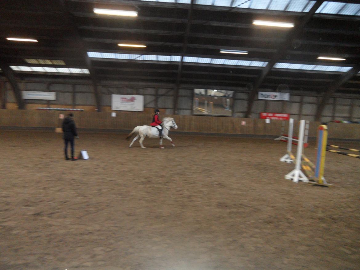 Anden særlig race Dixi *SOLGT* - Spring stævne oppe på
Mønterhøj Rideklub;) billede 11