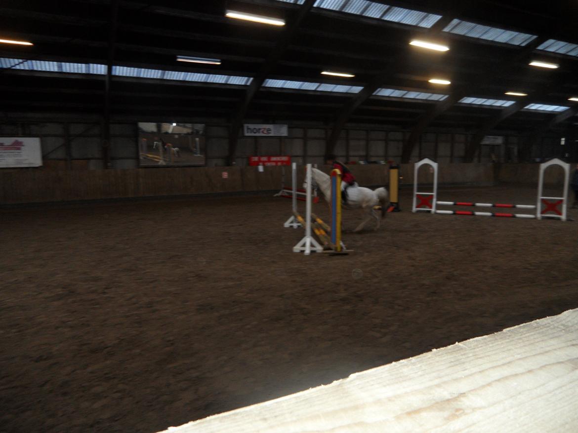 Anden særlig race Dixi *SOLGT* - Spring stævne oppe på
Mønterhøj Rideklub;) billede 14