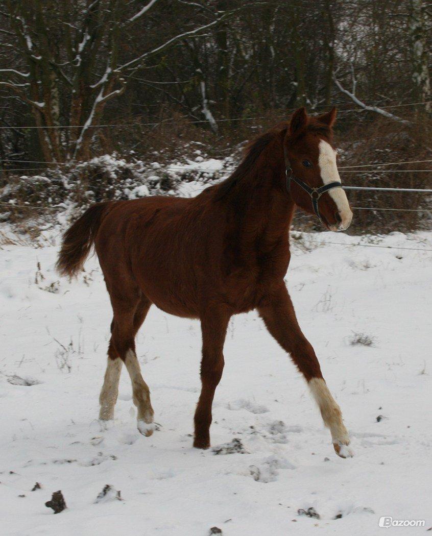 Anden særlig race High Heeled Halo - Ca. 7 mdr gammel, hos anden ejer. billede 6