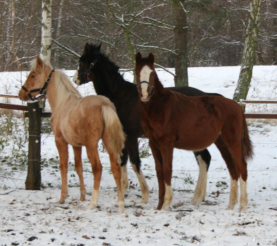 Anden særlig race High Heeled Halo - Ca. 7 mdr gammel, hos anden ejer. billede 7