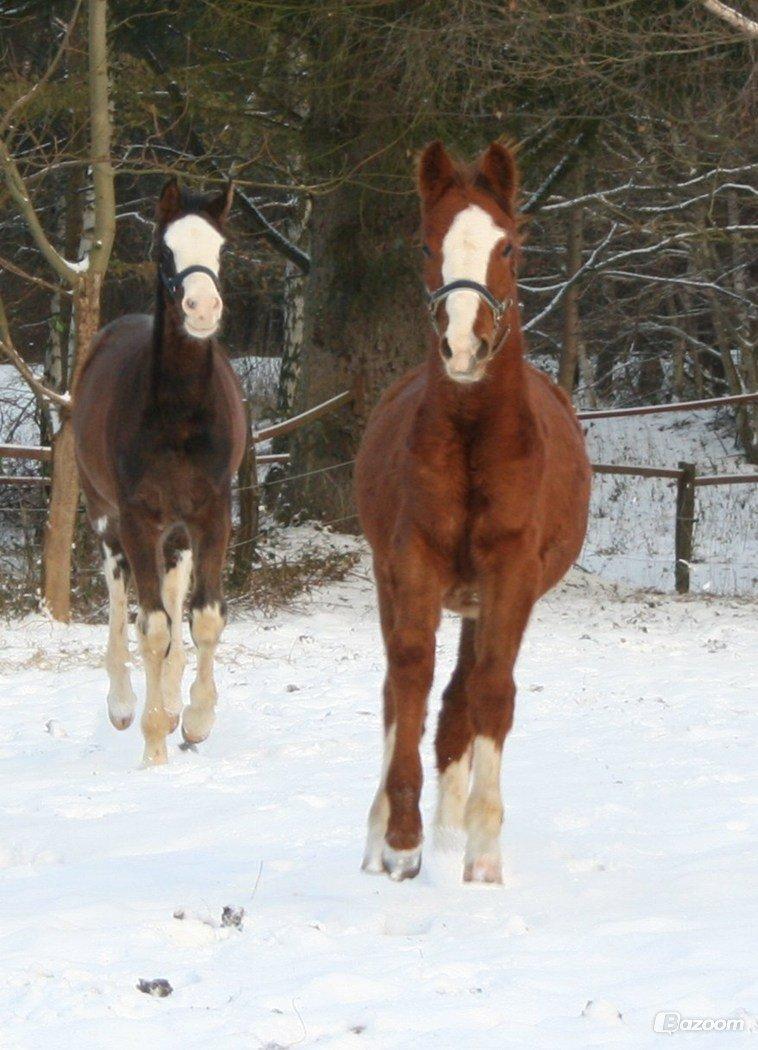 Anden særlig race High Heeled Halo - Ca. 7 mdr gammel, hos anden ejer. billede 8
