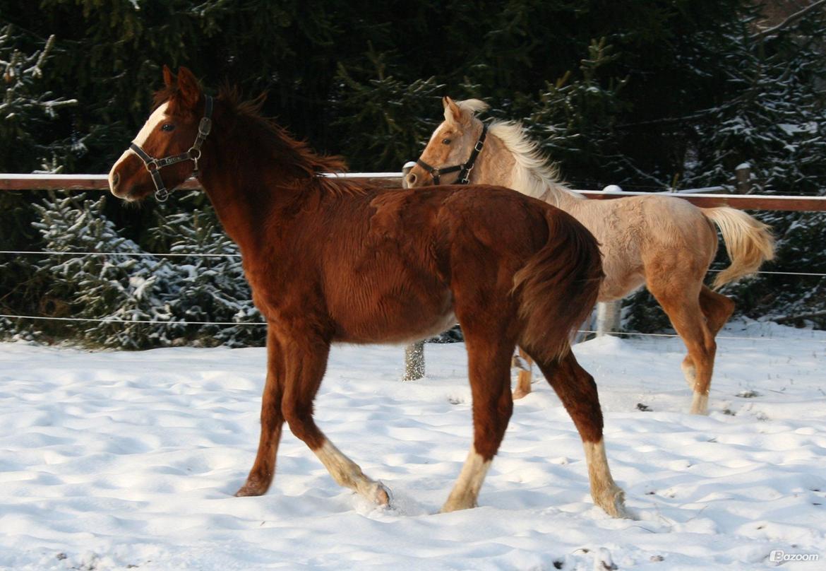 Anden særlig race High Heeled Halo - Ca. 7 mdr gammel, hos anden ejer. billede 9