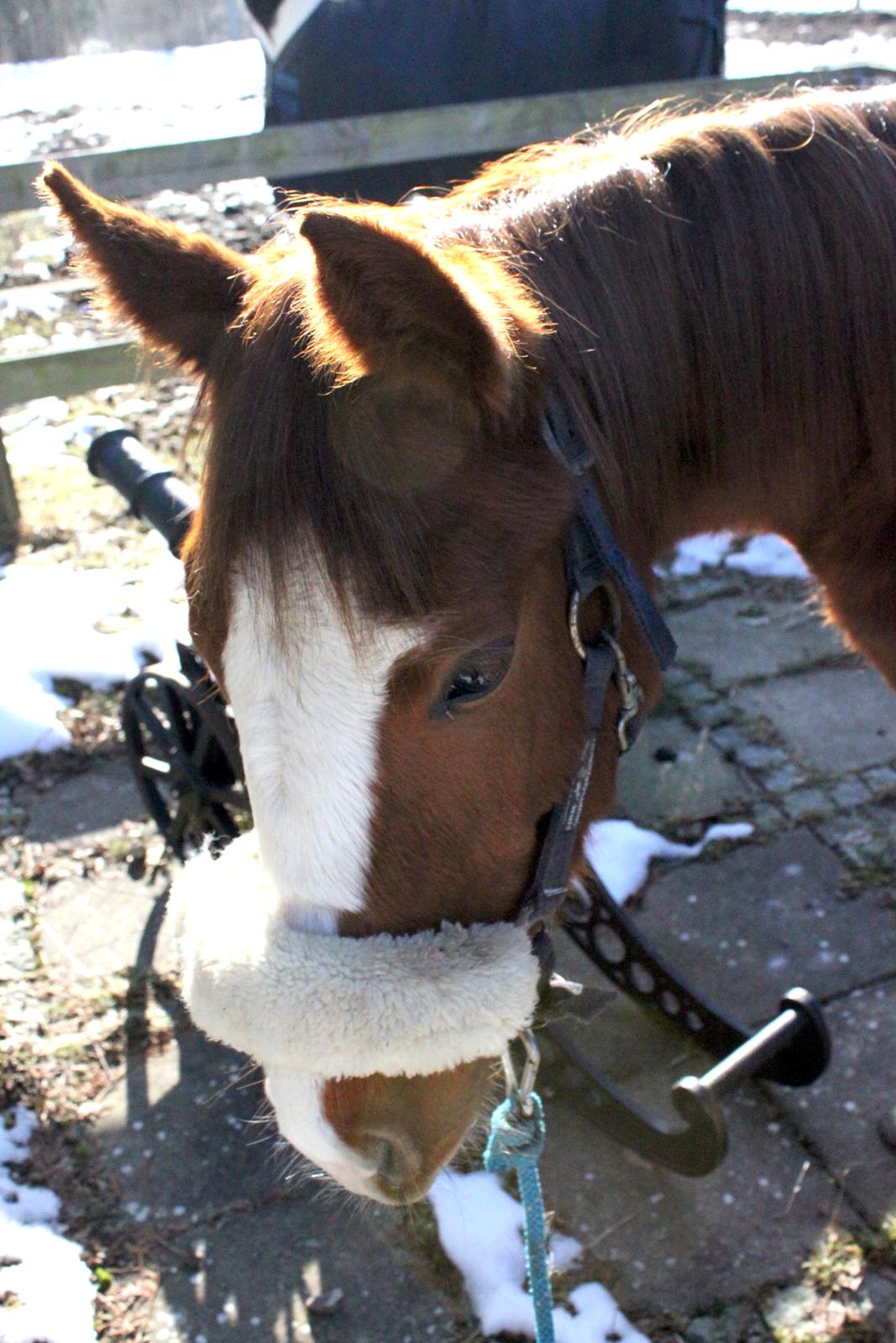 Anden særlig race High Heeled Halo - 28-2-2013 billede 10