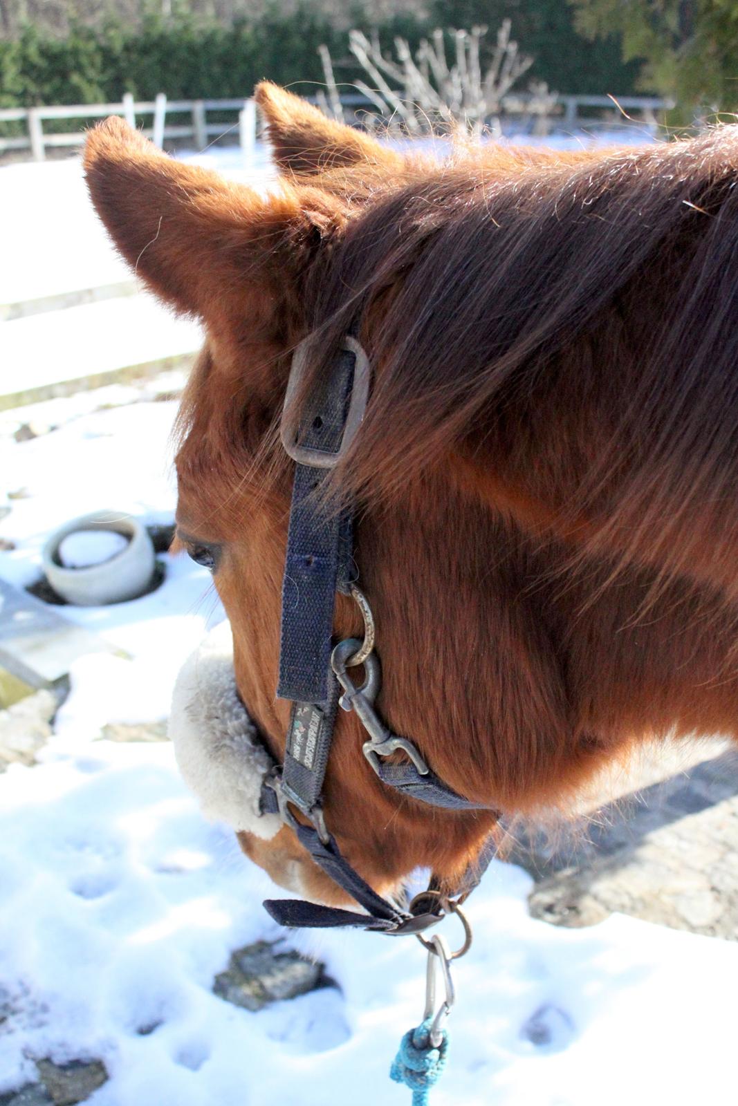 Anden særlig race High Heeled Halo - 28-2-2013 billede 11