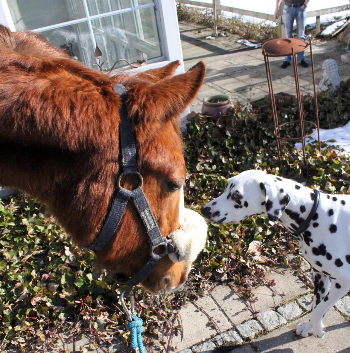 Anden særlig race High Heeled Halo - 28-2-2013 Hilser på Smuckas :-) billede 12
