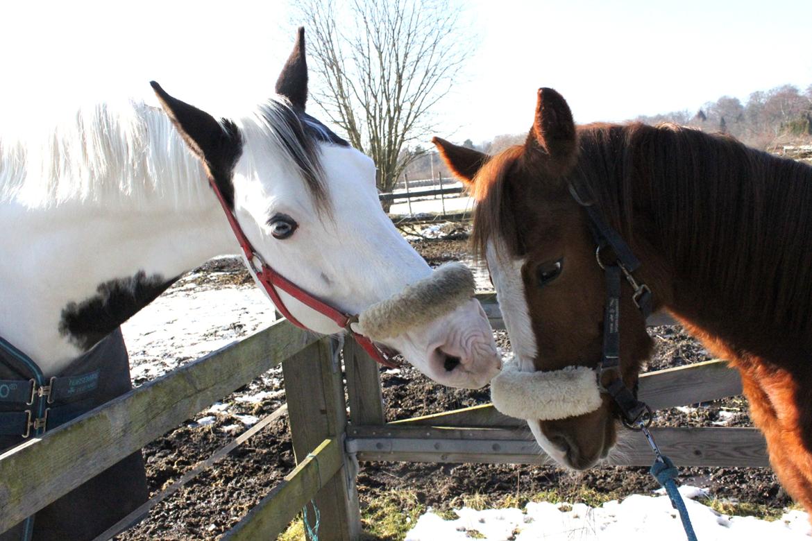 Anden særlig race High Heeled Halo - 28-2-2013 Hingsten driller... billede 13