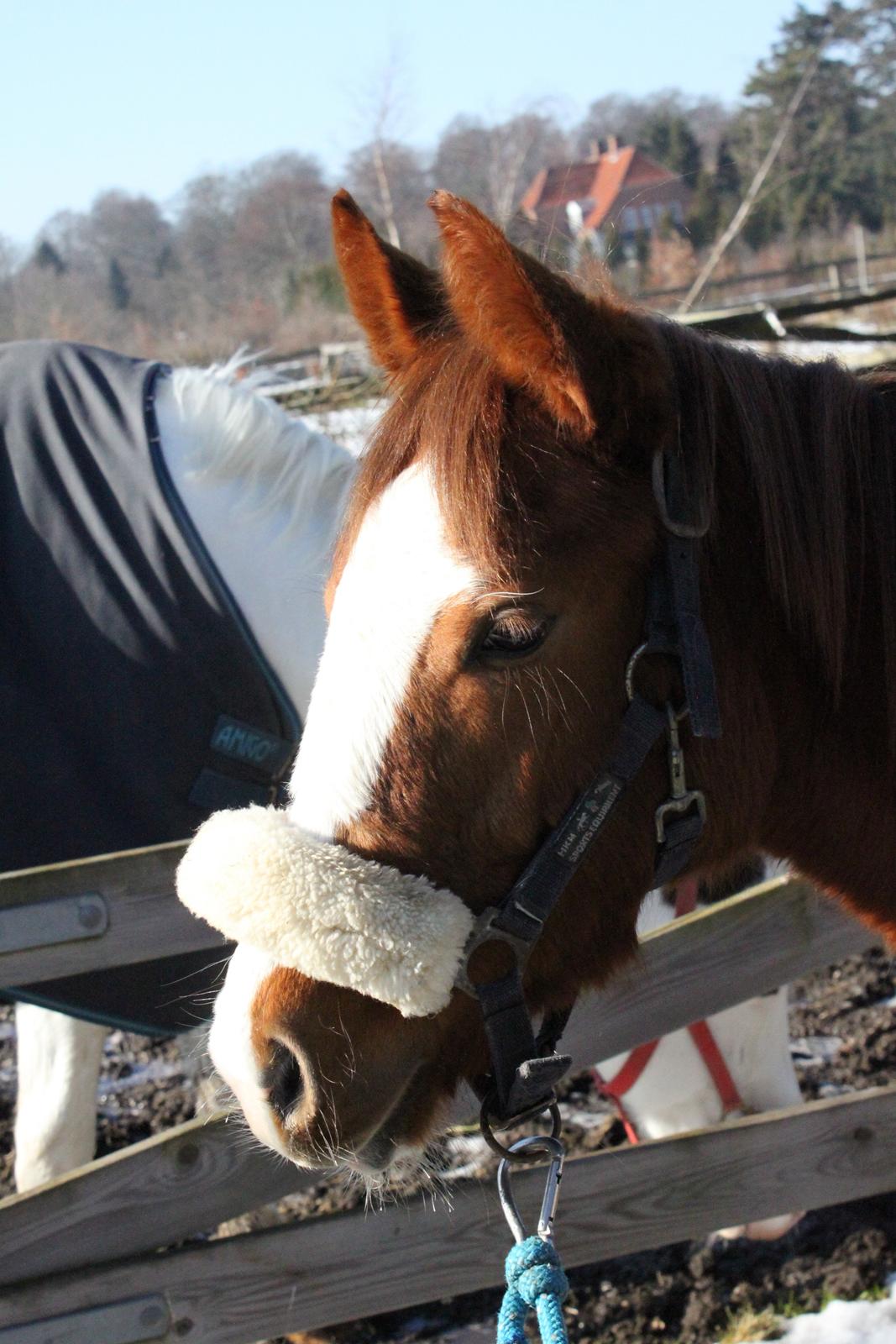 Anden særlig race High Heeled Halo - 28-2-2013 billede 14