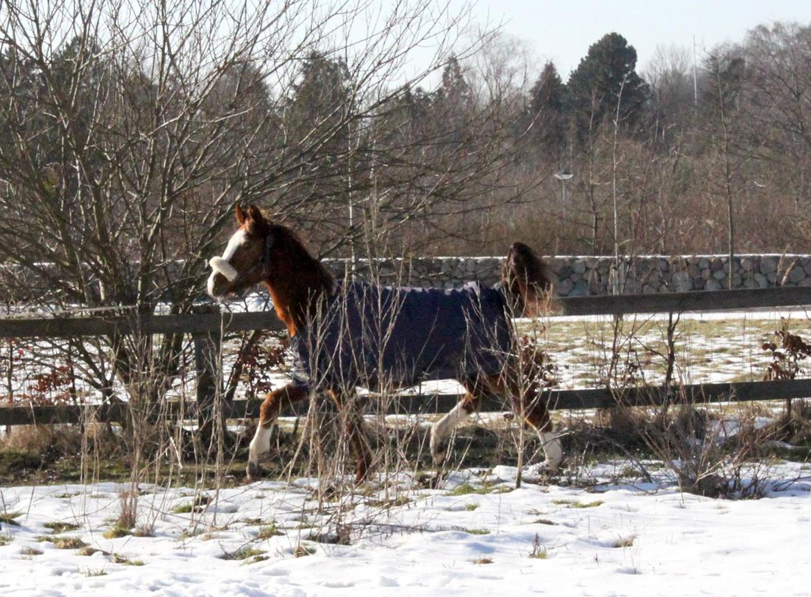 Anden særlig race High Heeled Halo - 28-2-2013 billede 15