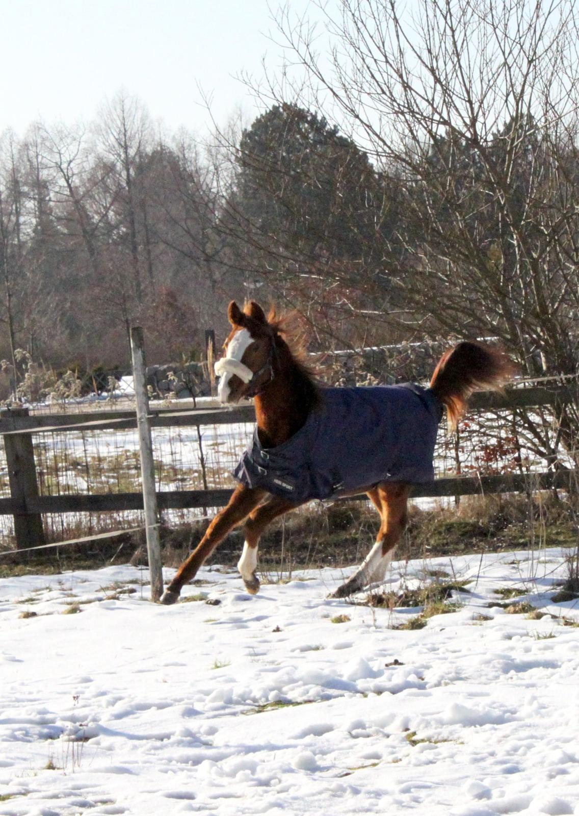 Anden særlig race High Heeled Halo - 28-2-2013 billede 4