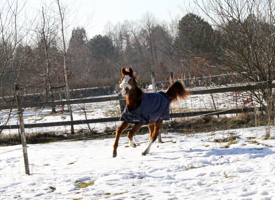 Anden særlig race High Heeled Halo - 28-2-2013 billede 16