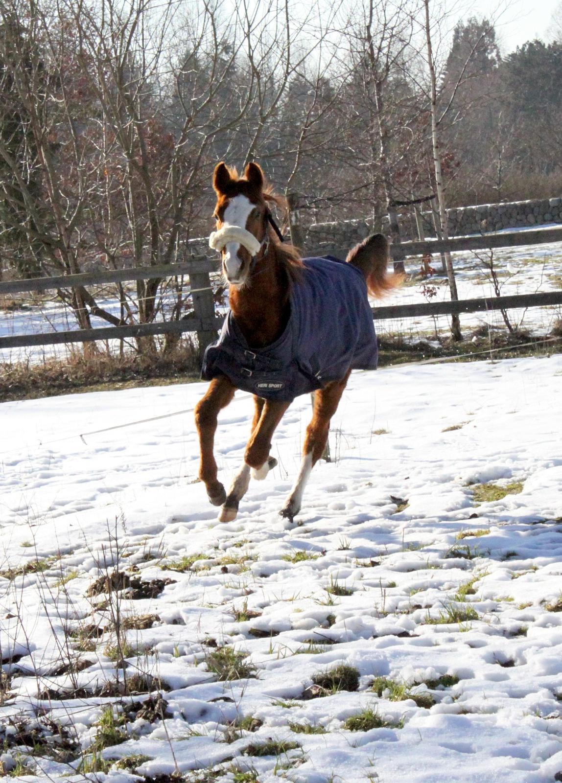 Anden særlig race High Heeled Halo - 28-2-2013 billede 17