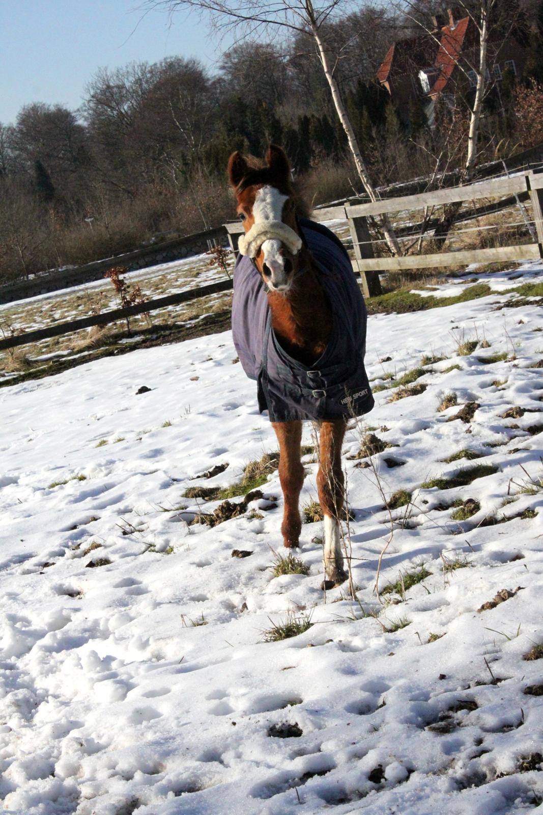 Anden særlig race High Heeled Halo - 28-2-2013 billede 18