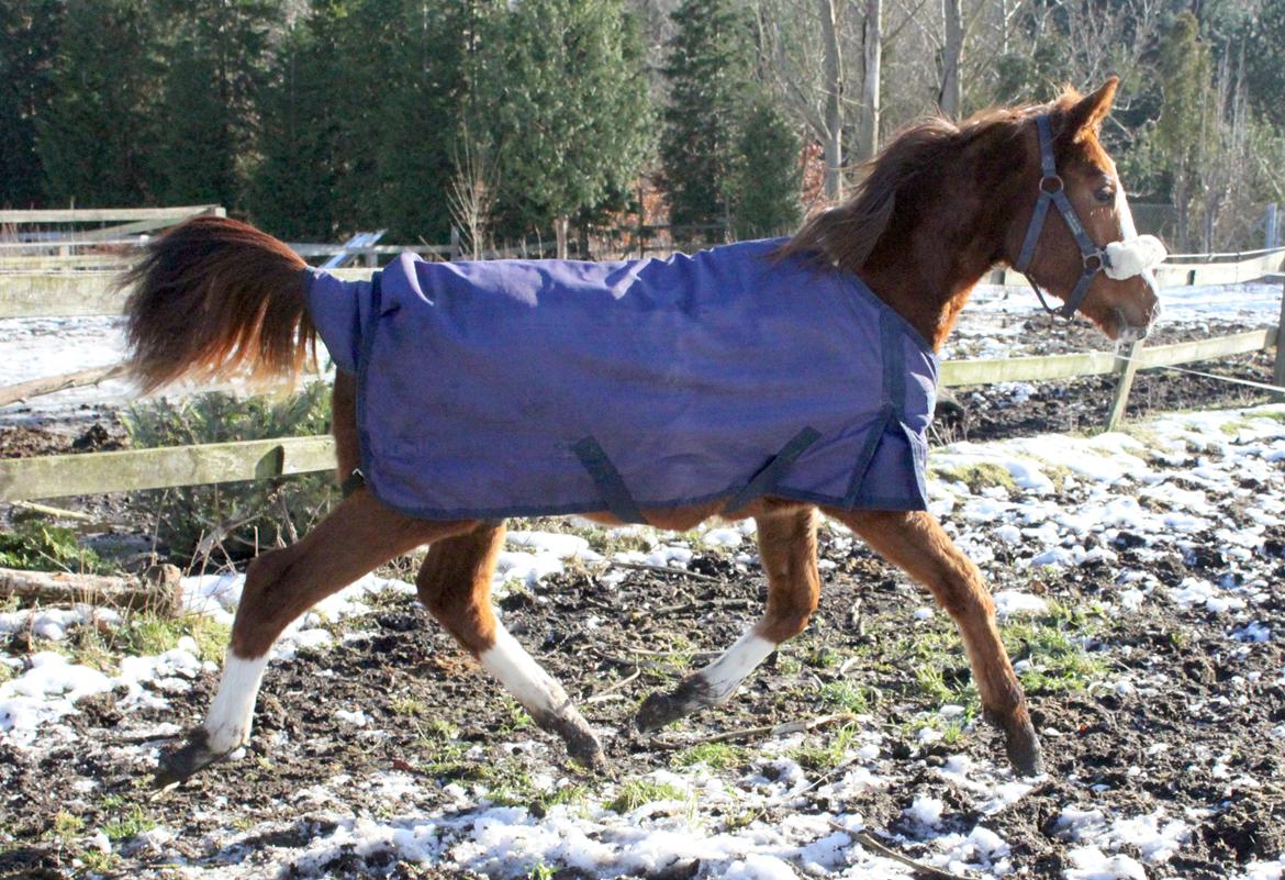 Anden særlig race High Heeled Halo - 28-2-2013 billede 19