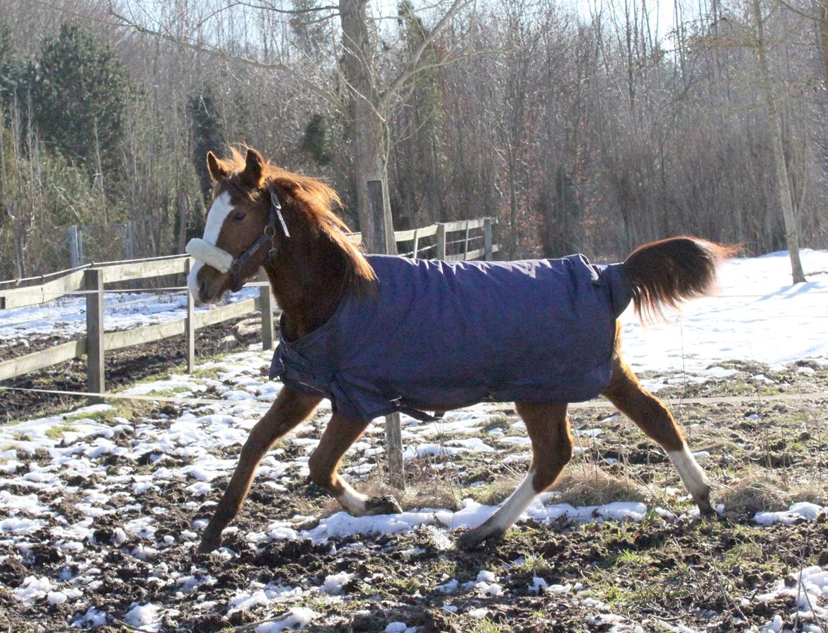 Anden særlig race High Heeled Halo - 28-2-2013 billede 20