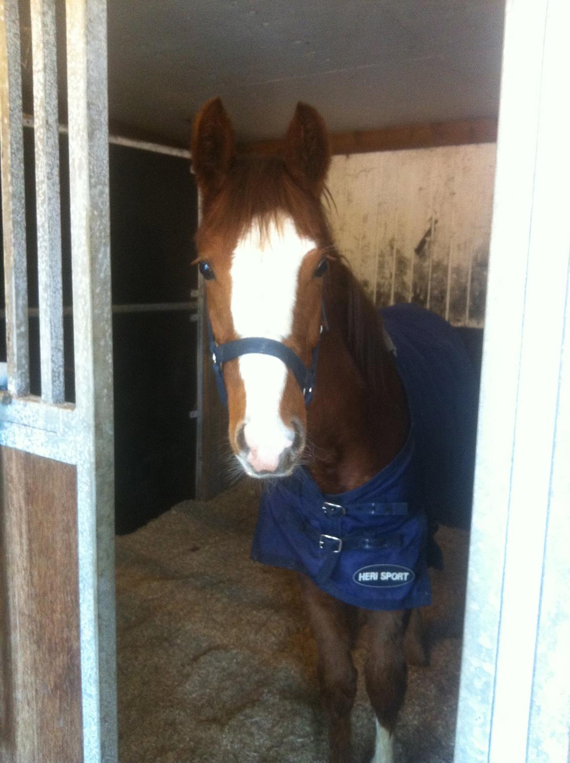 Anden særlig race High Heeled Halo - 26-2-2013 Lidt efter ankomsten herhjemme. billede 21