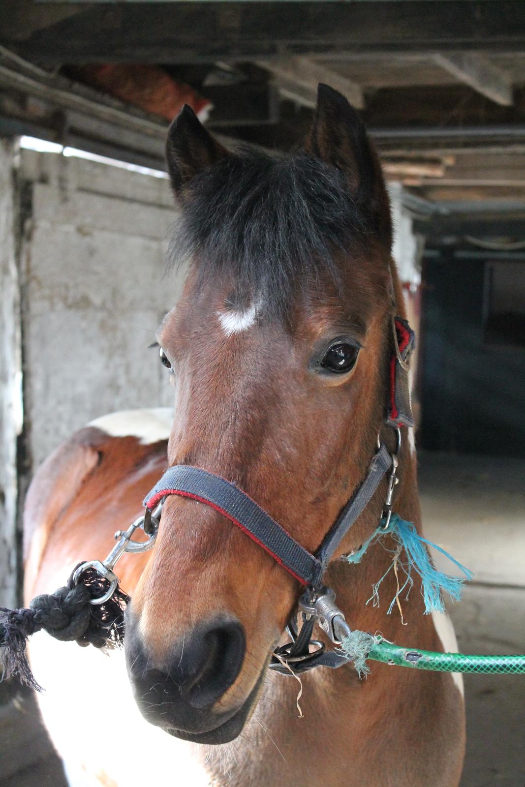 Anden særlig race Flicka [ELEVPONY] - 2013 billede 4