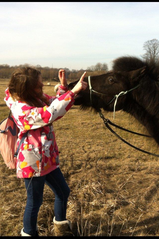 Islænder Halla fra Hejelte - 6) Halla med Nikoline :D    Forår 2013 billede 13
