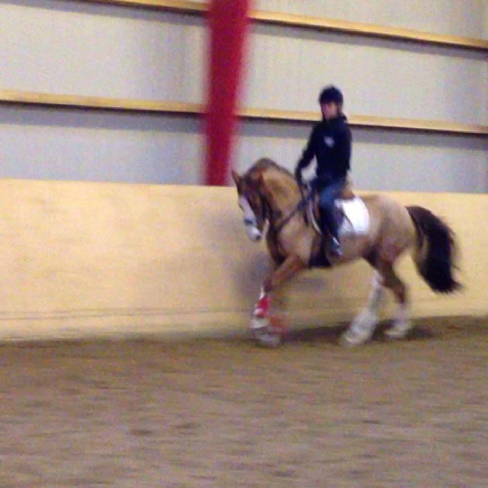 Pinto Be-Dancer Højgård (PIN 625) - Da jeg prøvede hende ;) Gallop <3 billede 10