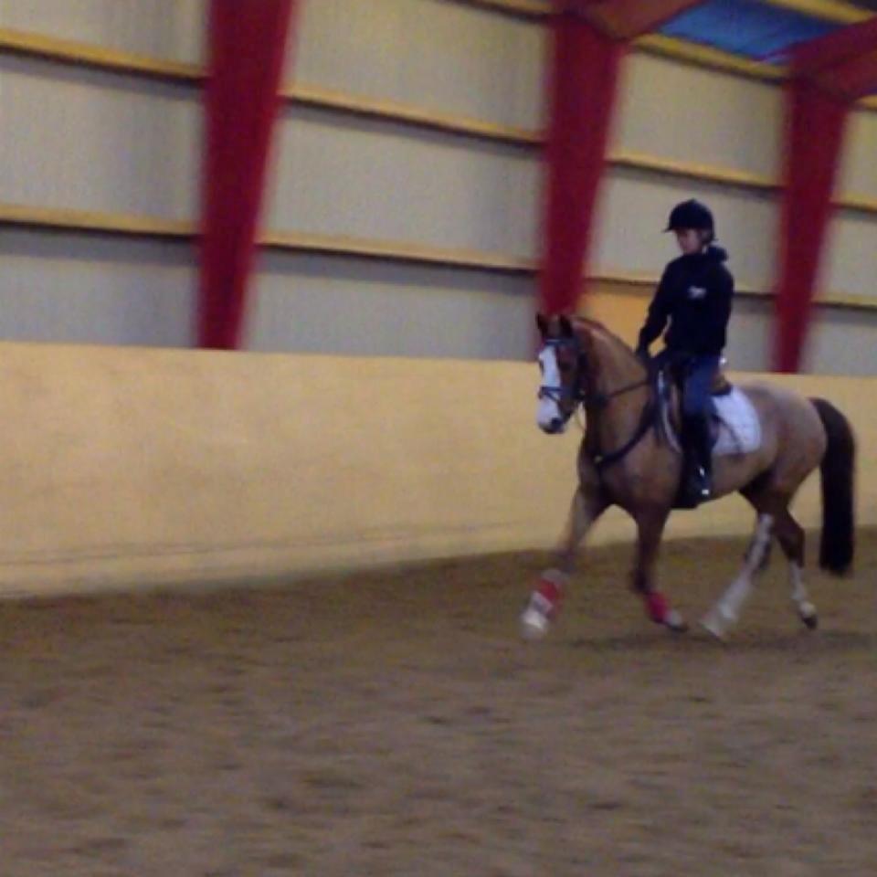 Pinto Be-Dancer Højgård (PIN 625) - Da jeg prøvede hende ;) Trav <3 billede 9