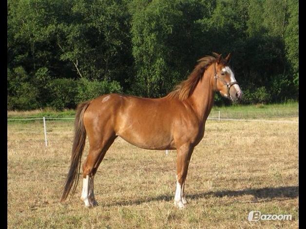 Pinto Be-Dancer Højgård (PIN 625) - Som smuk 3 års, og lige sat i fol med sit første føl <3 billede 12