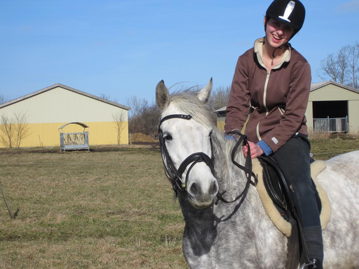 Connemara Bøgely Moonlight billede 4