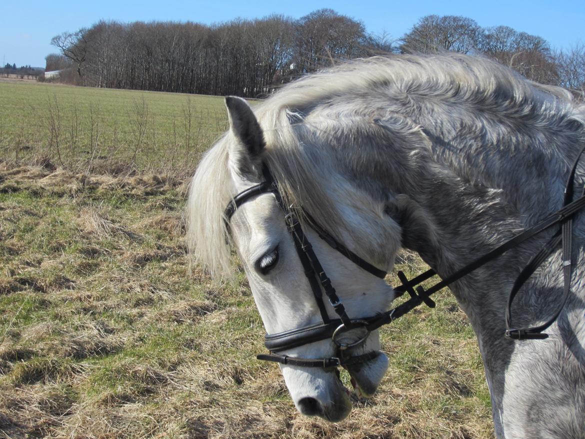 Connemara Bøgely Moonlight billede 9