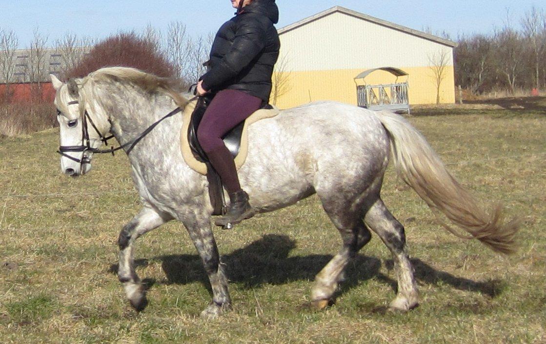 Connemara Bøgely Moonlight billede 3