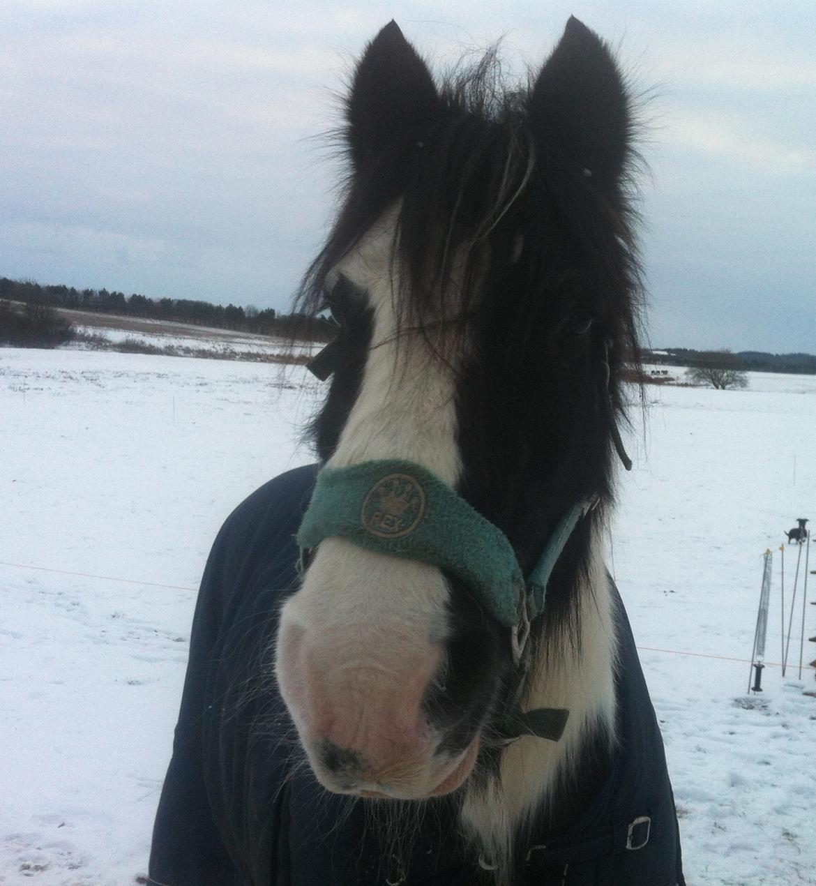 Irish Cob Beer's Paddy billede 15