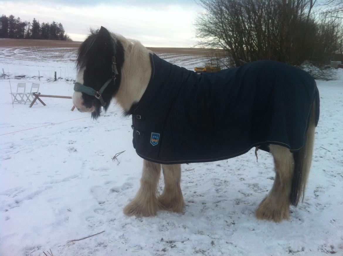 Irish Cob Beer's Paddy billede 17