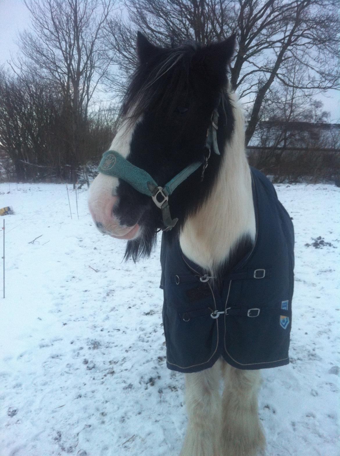 Irish Cob Beer's Paddy billede 18