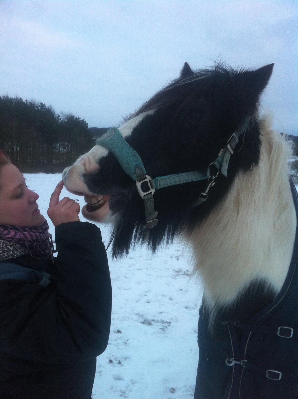Irish Cob Beer's Paddy billede 19