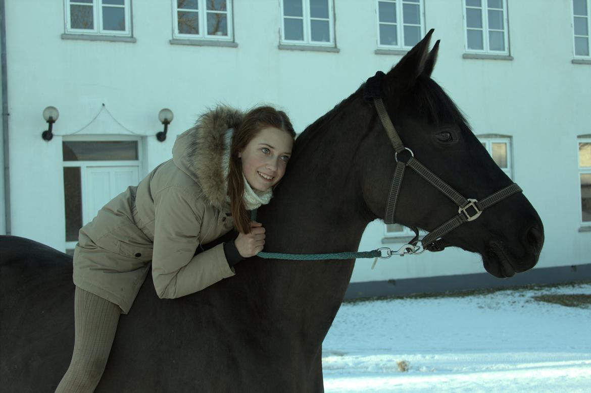 Dansk Varmblod Duchesse [Himmel hest] billede 17