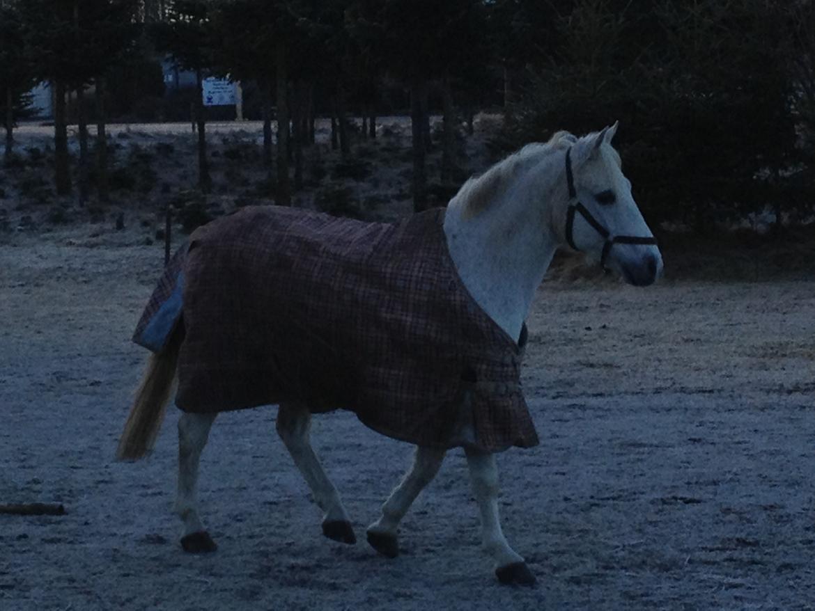 Anden særlig race Robin - Hen og hilse på sine nye foldkammerater..  billede 5