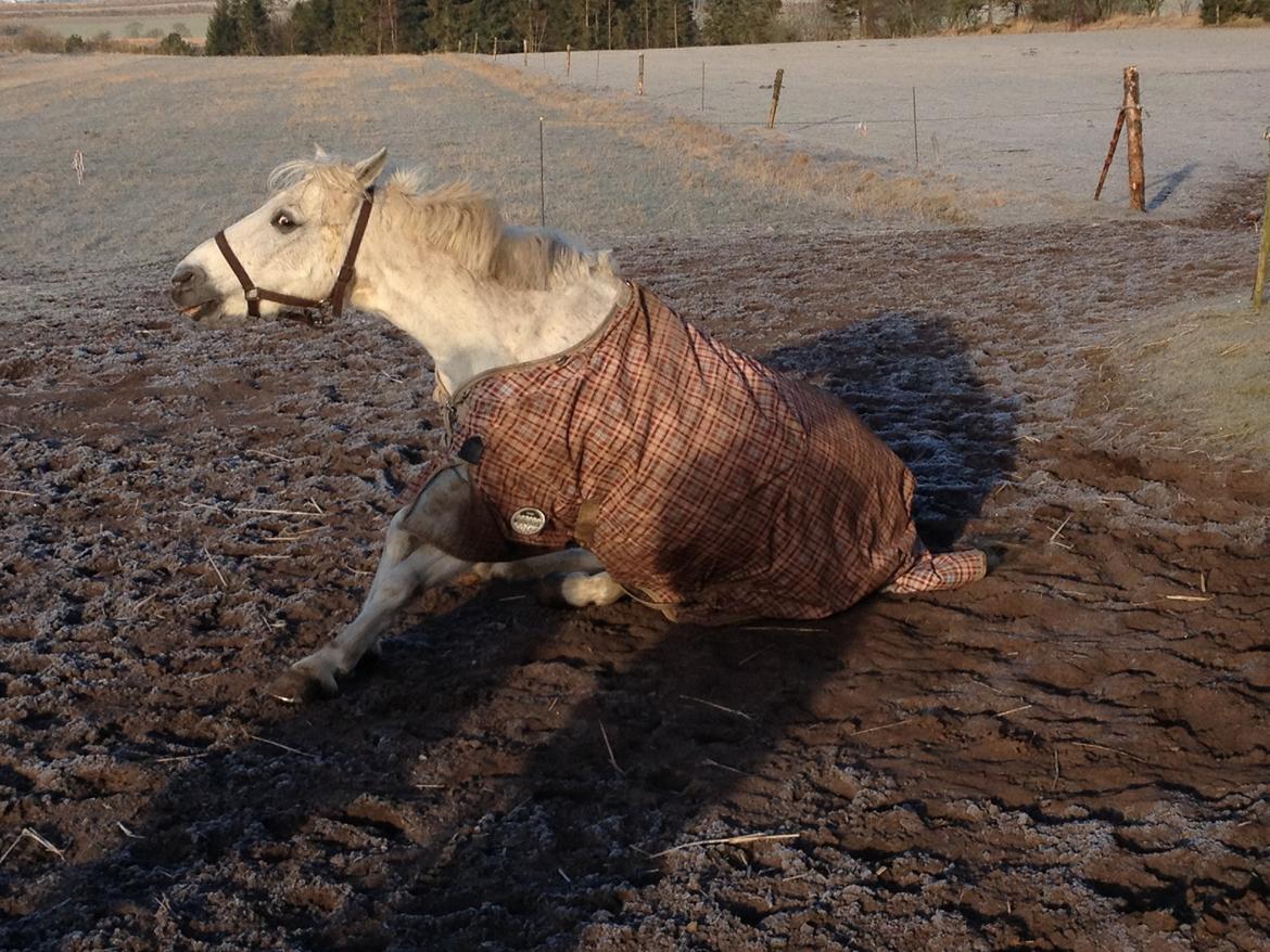 Anden særlig race Robin - Det var dejligt.. billede 8