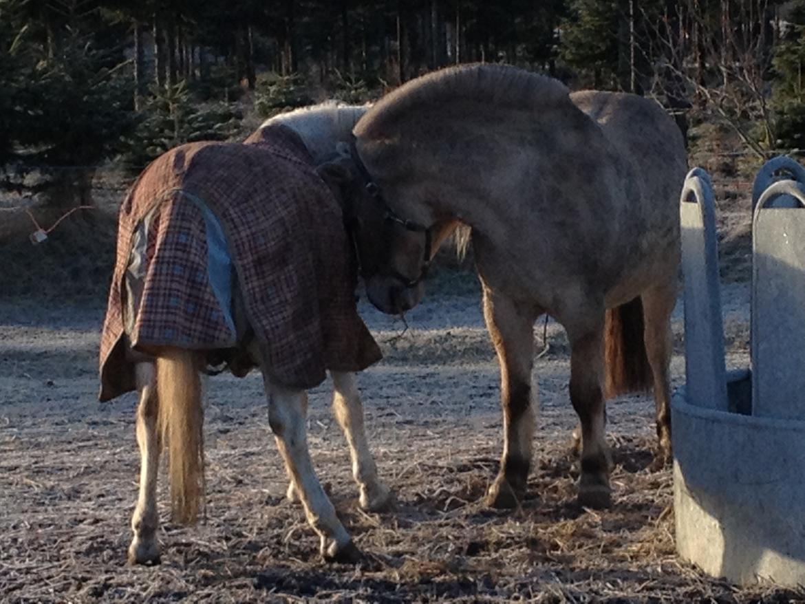 Anden særlig race Robin - Hilser på Mascot billede 10