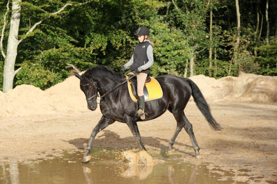 Dansk Varmblod Duchesse [Himmel hest] billede 18