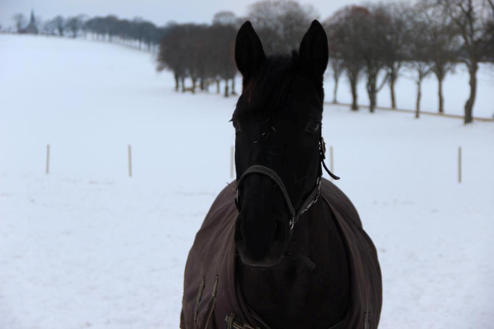 Dansk Varmblod Duchesse [Himmel hest] - Min dejligste Duchesse<3
 billede 6