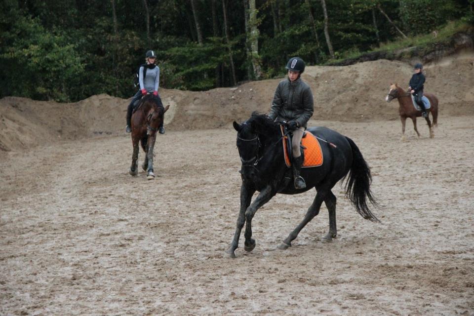 Dansk Varmblod Duchesse [Himmel hest] billede 9