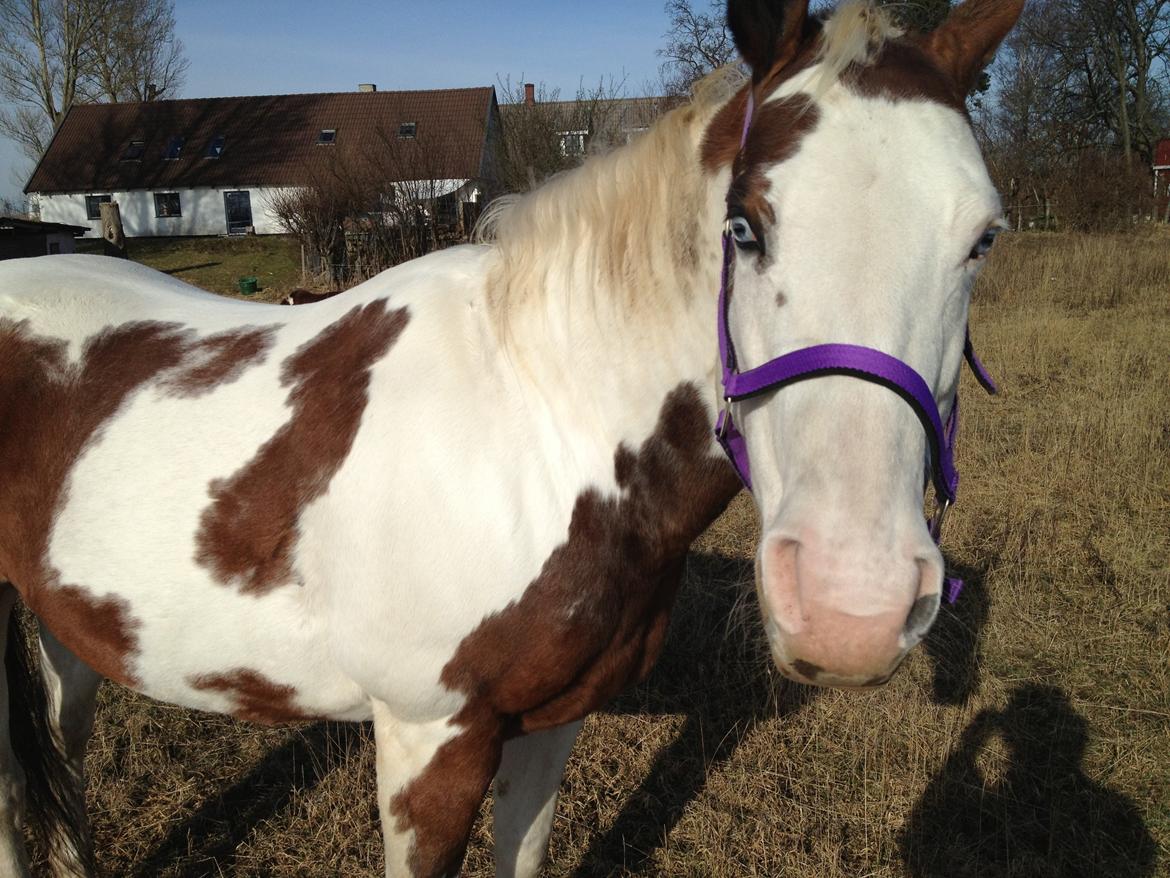 Paint Tequilla Blue R.I.P billede 13