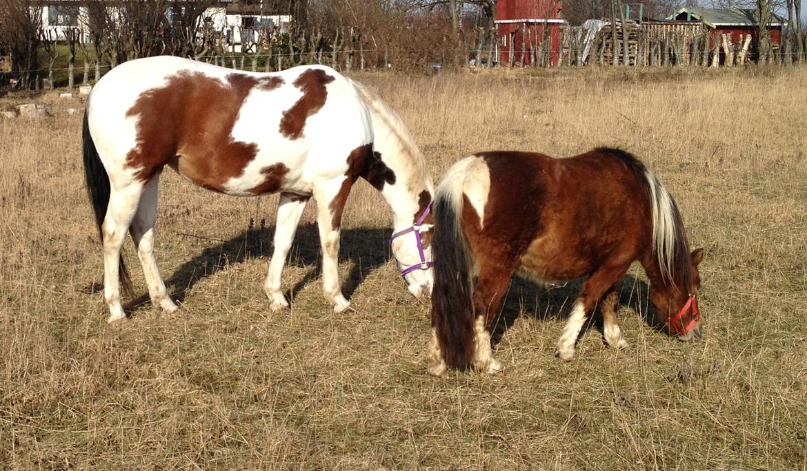 Paint Tequilla Blue R.I.P billede 14