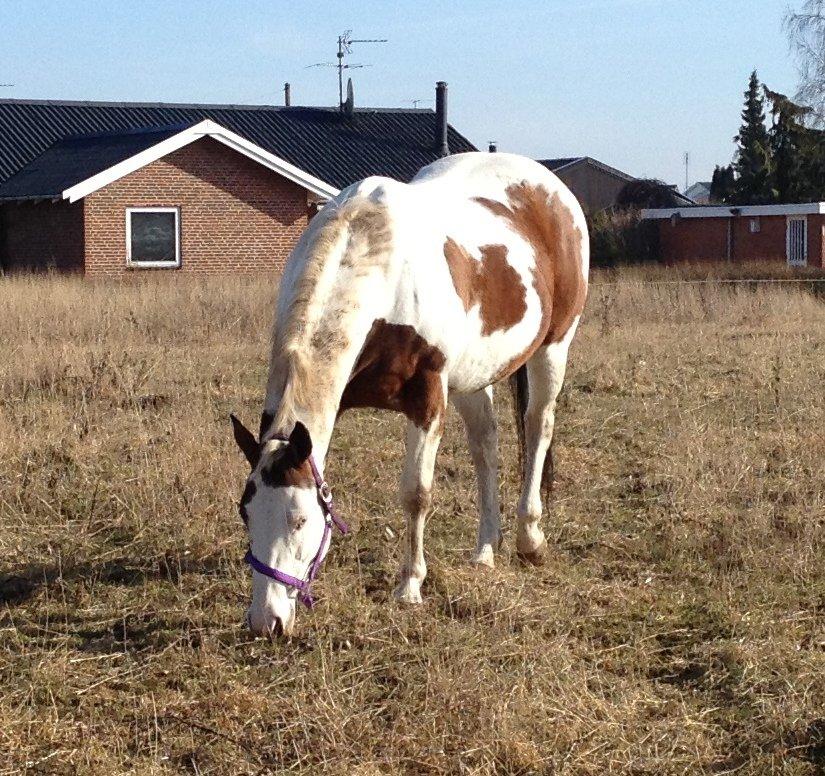 Paint Tequilla Blue R.I.P billede 15