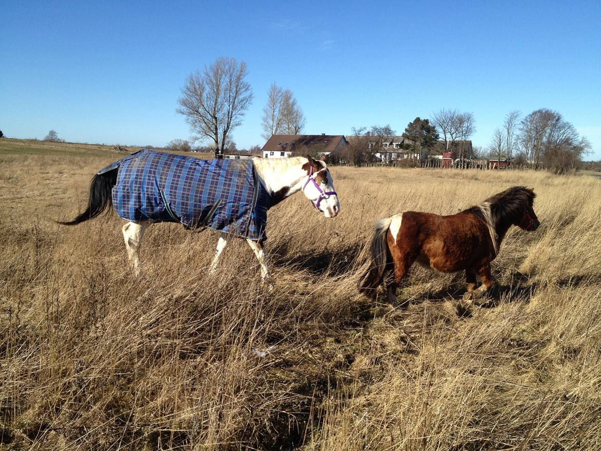 Paint Tequilla Blue R.I.P billede 16