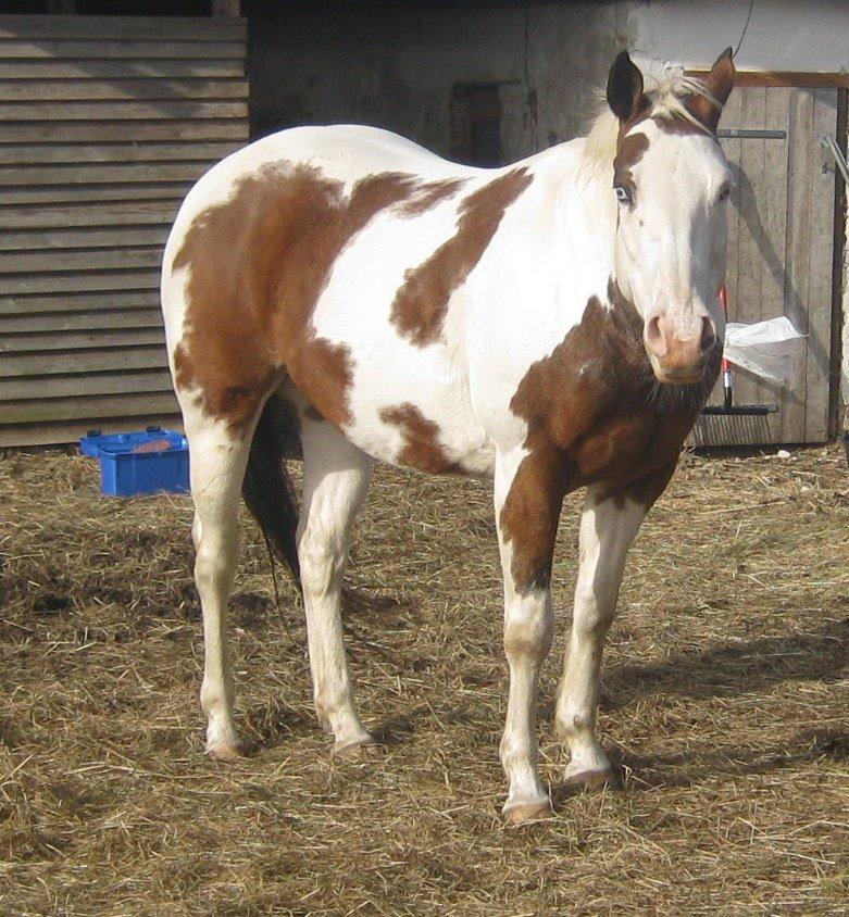 Paint Tequilla Blue R.I.P billede 17