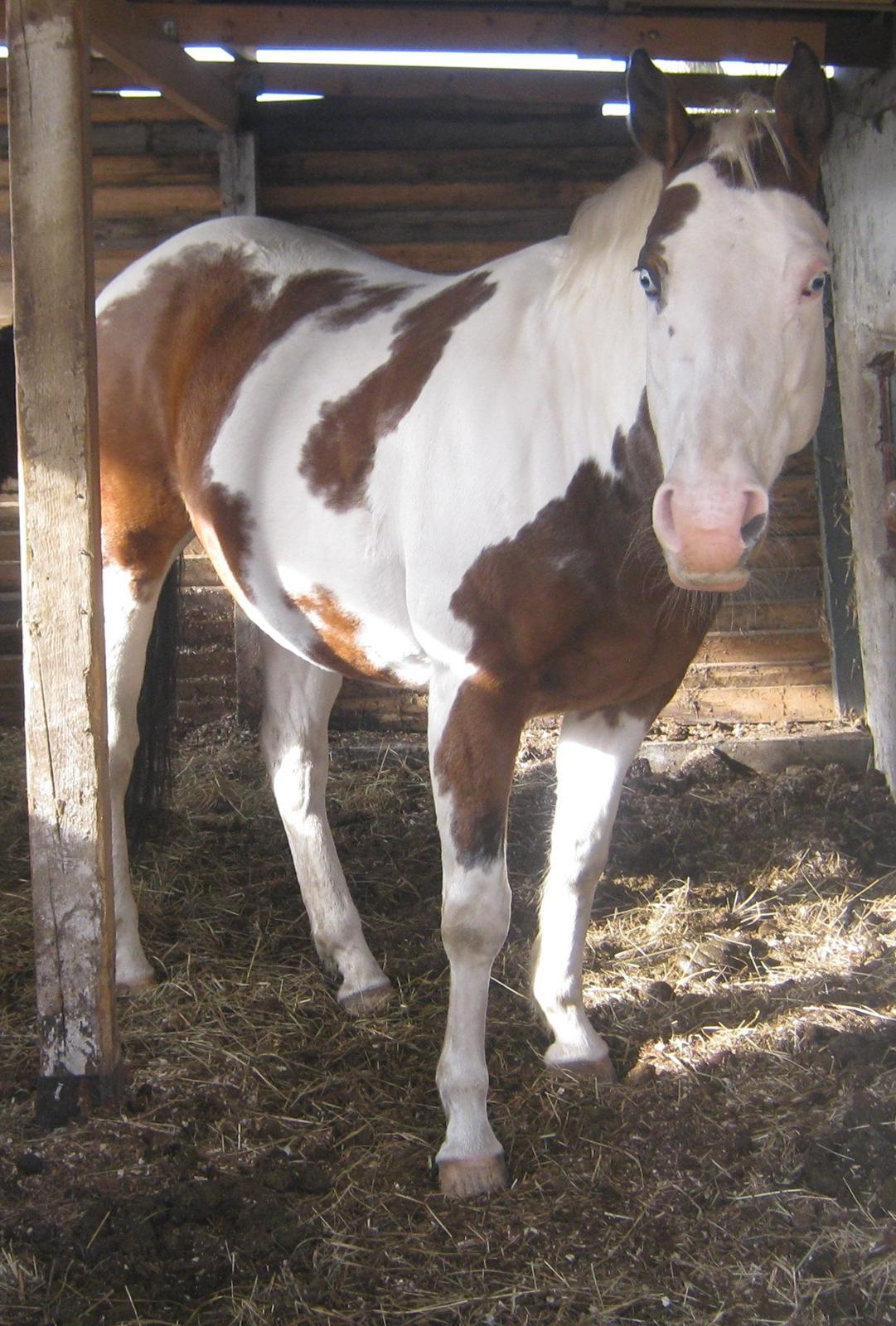 Paint Tequilla Blue R.I.P billede 18