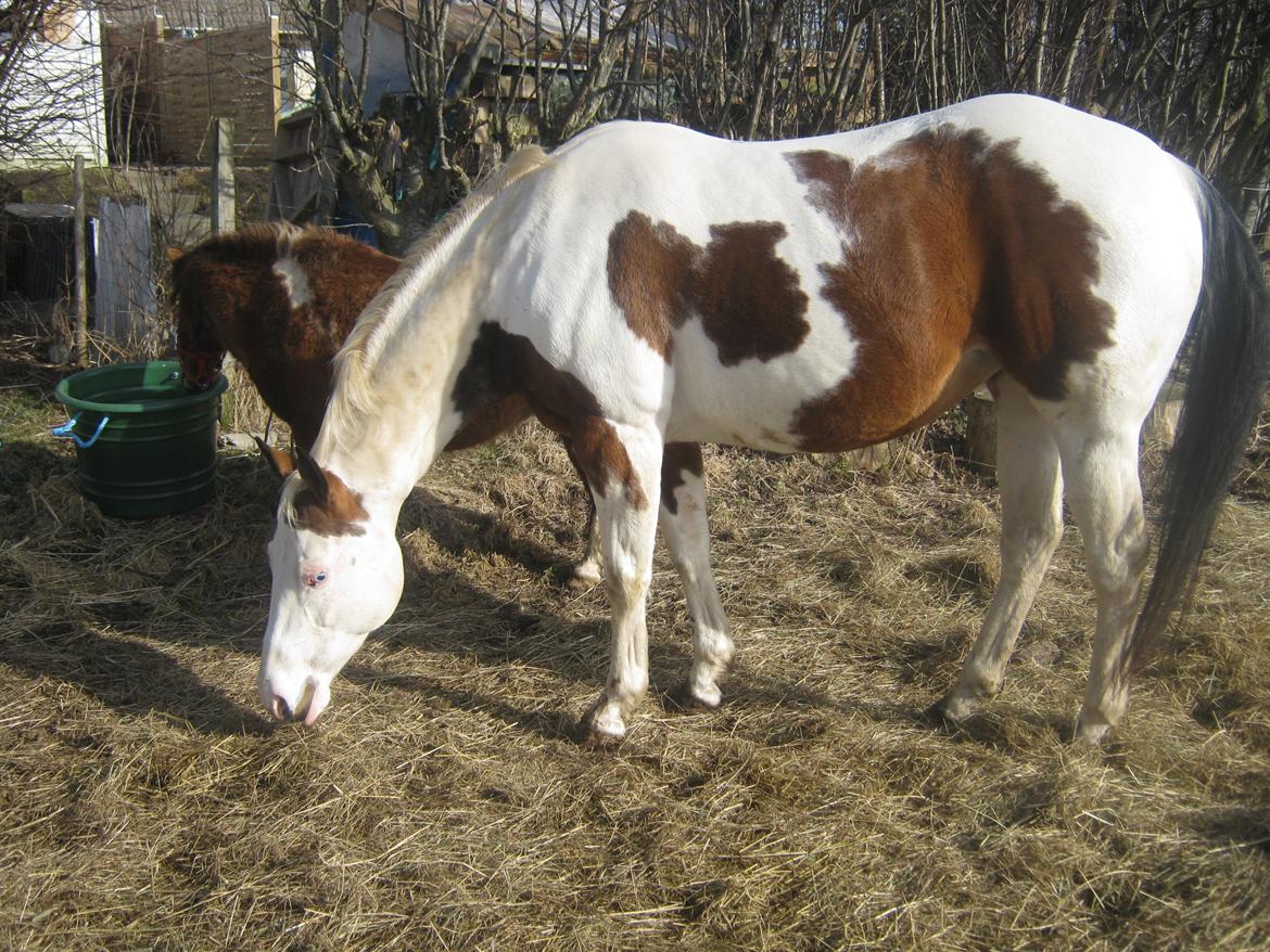 Paint Tequilla Blue R.I.P billede 19