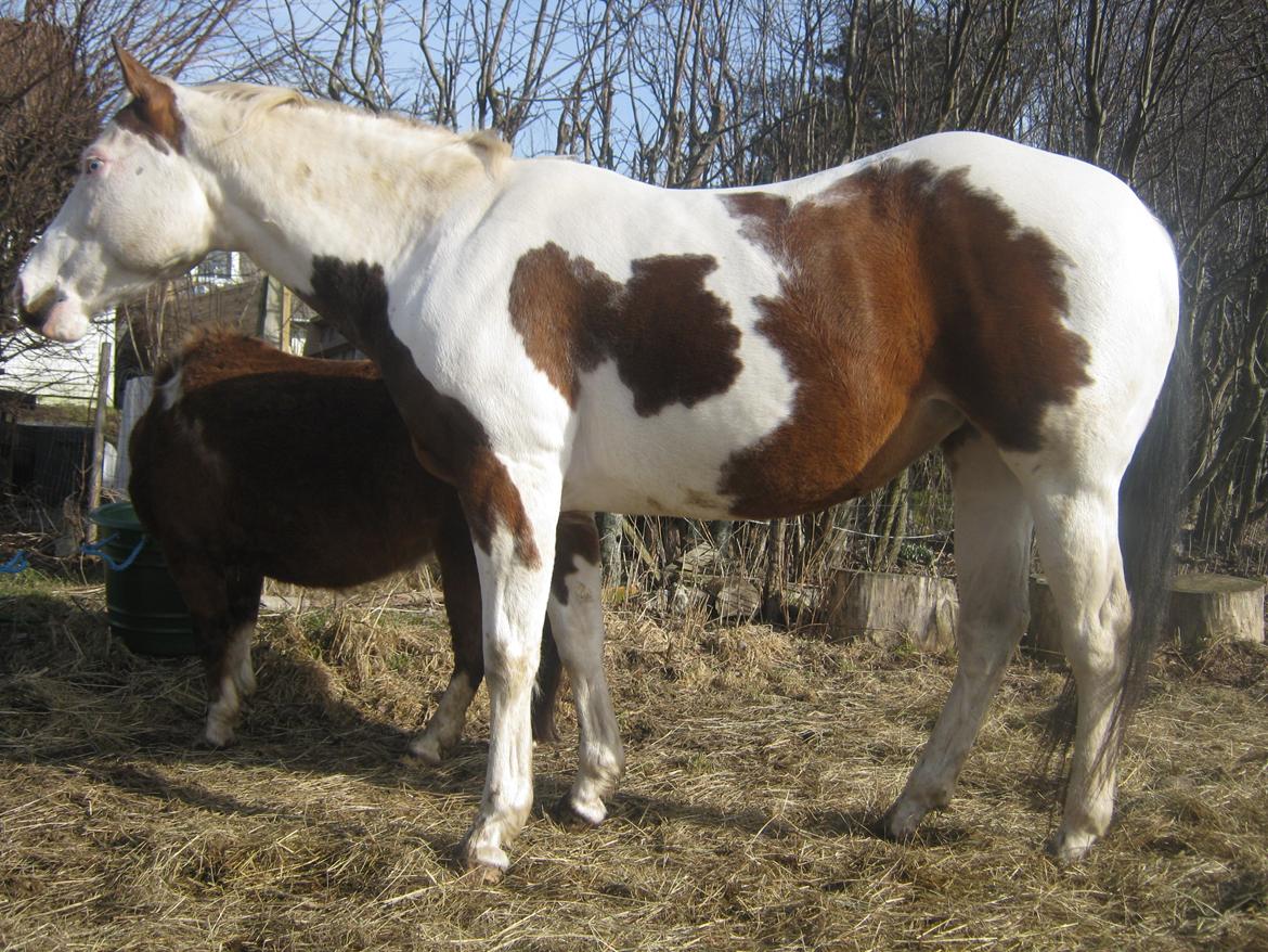 Paint Tequilla Blue R.I.P billede 20